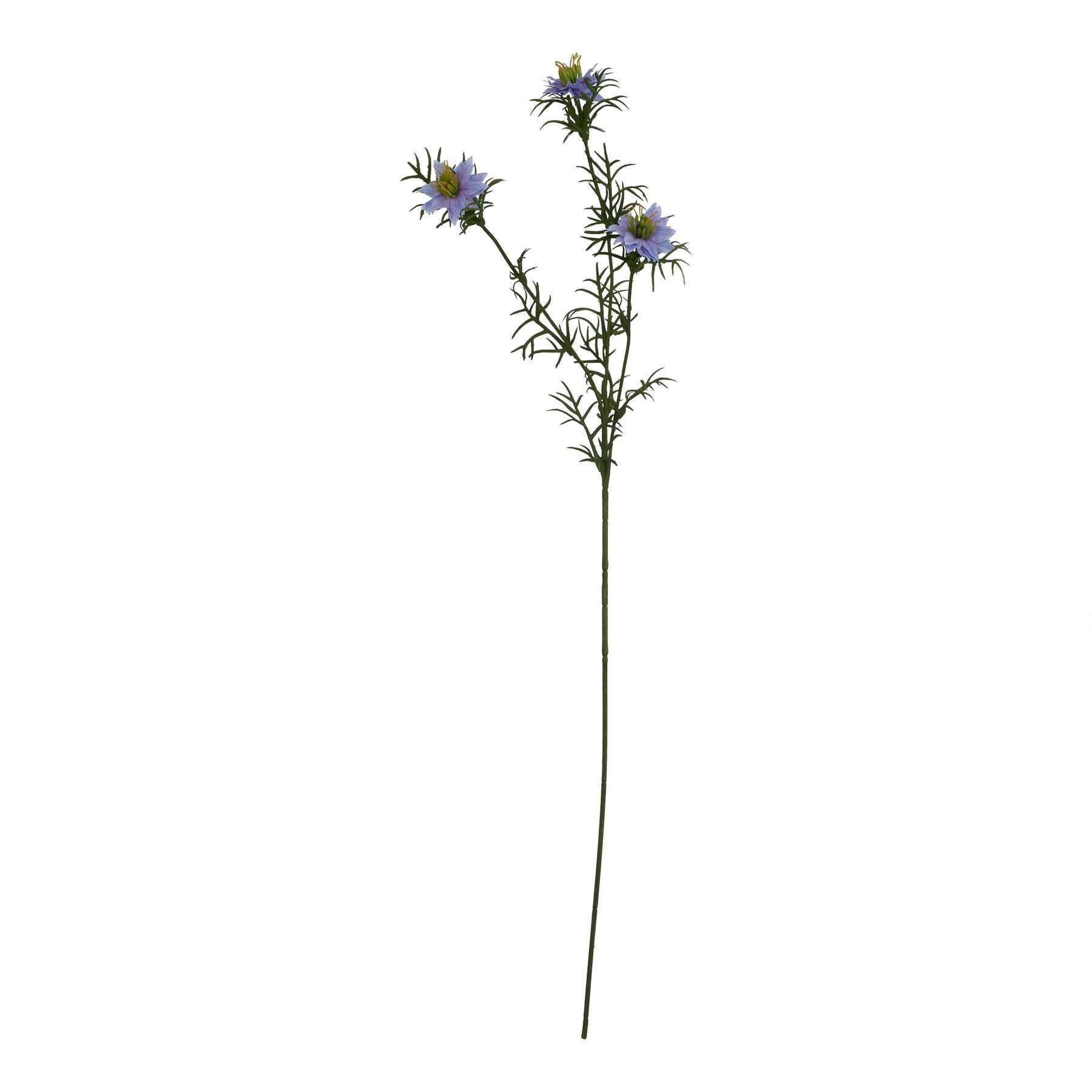 The Natural Garden Collection Purple Nigella Love In A Mist_5667