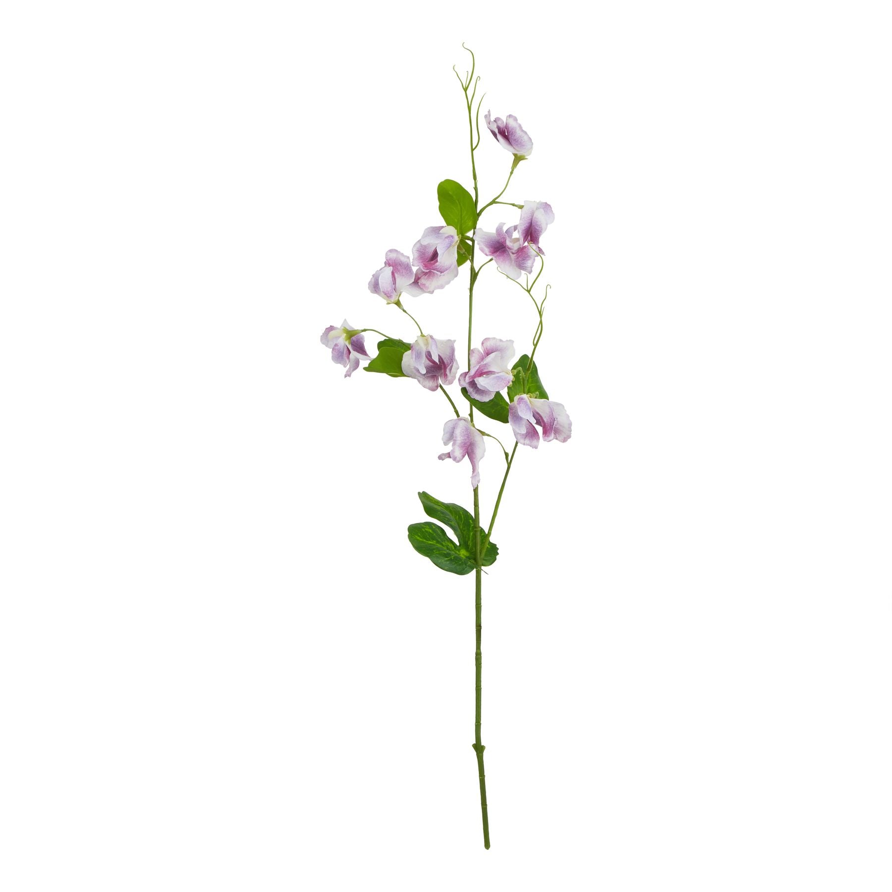 The Natural Garden Collection Purple Sweetpea Stem_5672