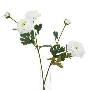 The Natural Garden Collection Ranunculus_5717
