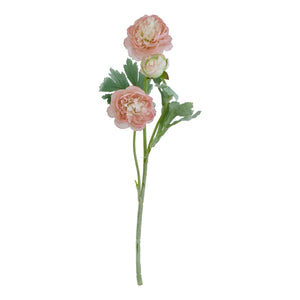 The Natural Garden Collection Ranunculus_5653