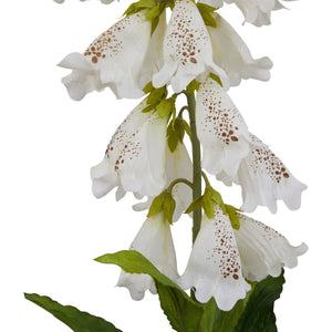 The Natural Garden Collection White Foxglove_5689