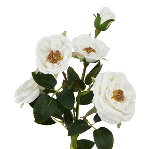 The Natural Garden Collection White Hedge Rose Stem_5695