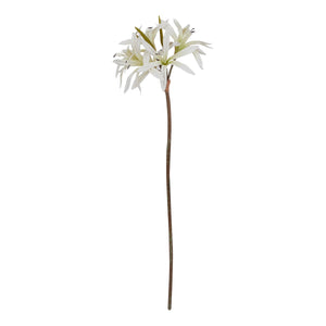 The Natural Garden Collection White Nerine Lily Stem_5702