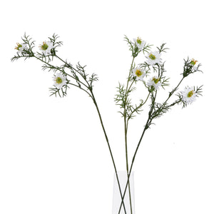 The Natural Garden Collection White Nigella Love In A Mist_5707