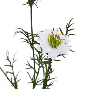 The Natural Garden Collection White Nigella Love In A Mist_5706