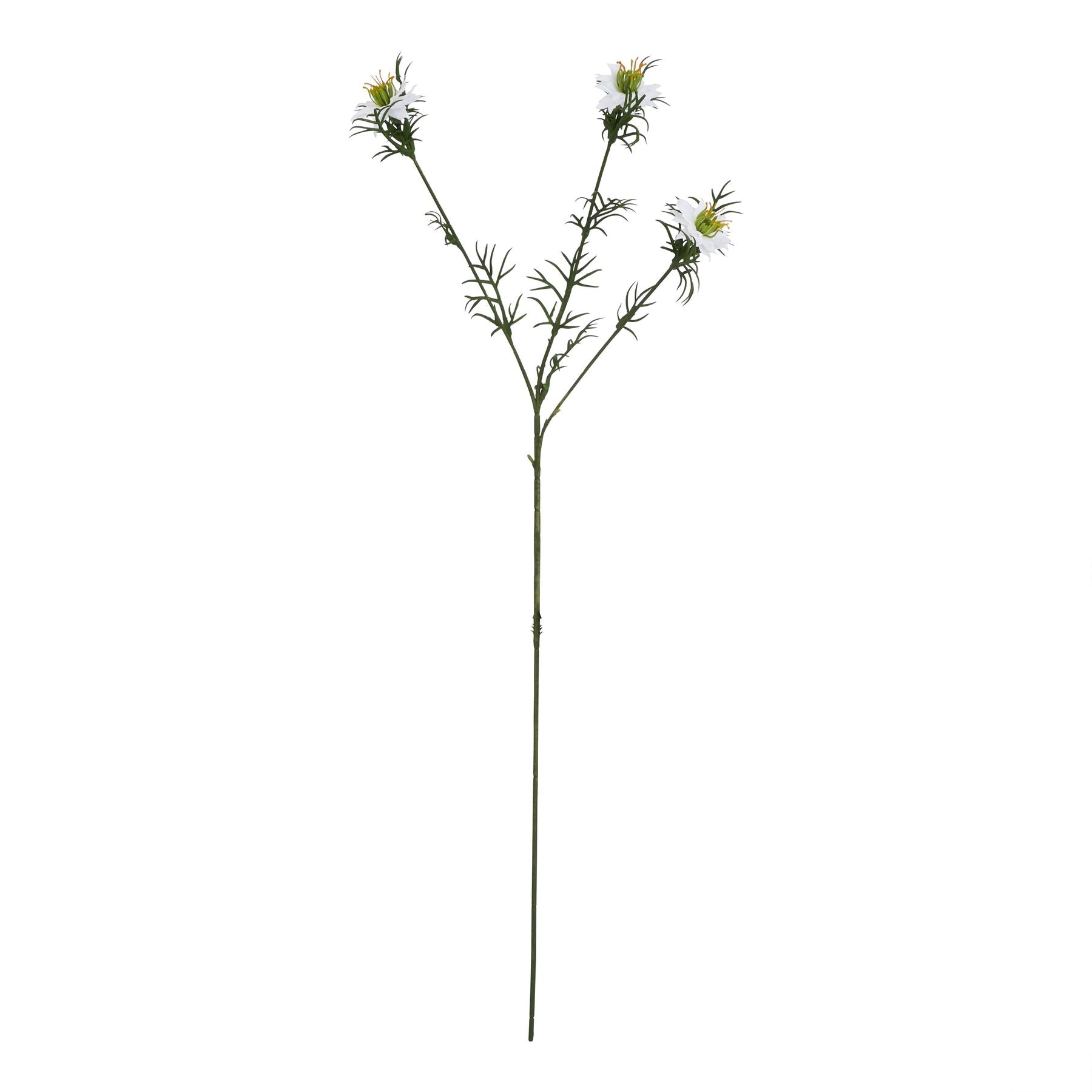 The Natural Garden Collection White Nigella Love In A Mist_5705
