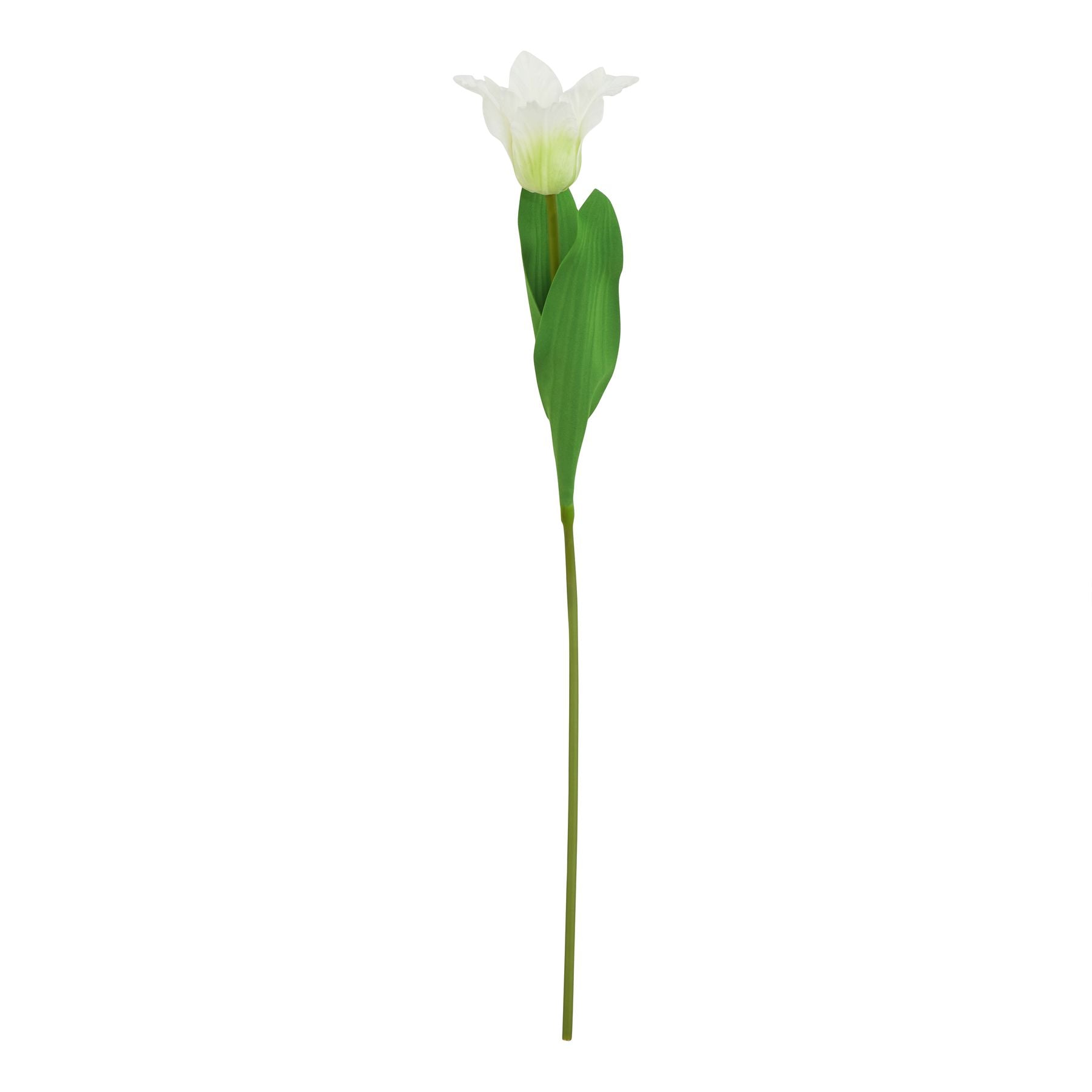 The Natural Garden Collection White Parrot Tulip_5709