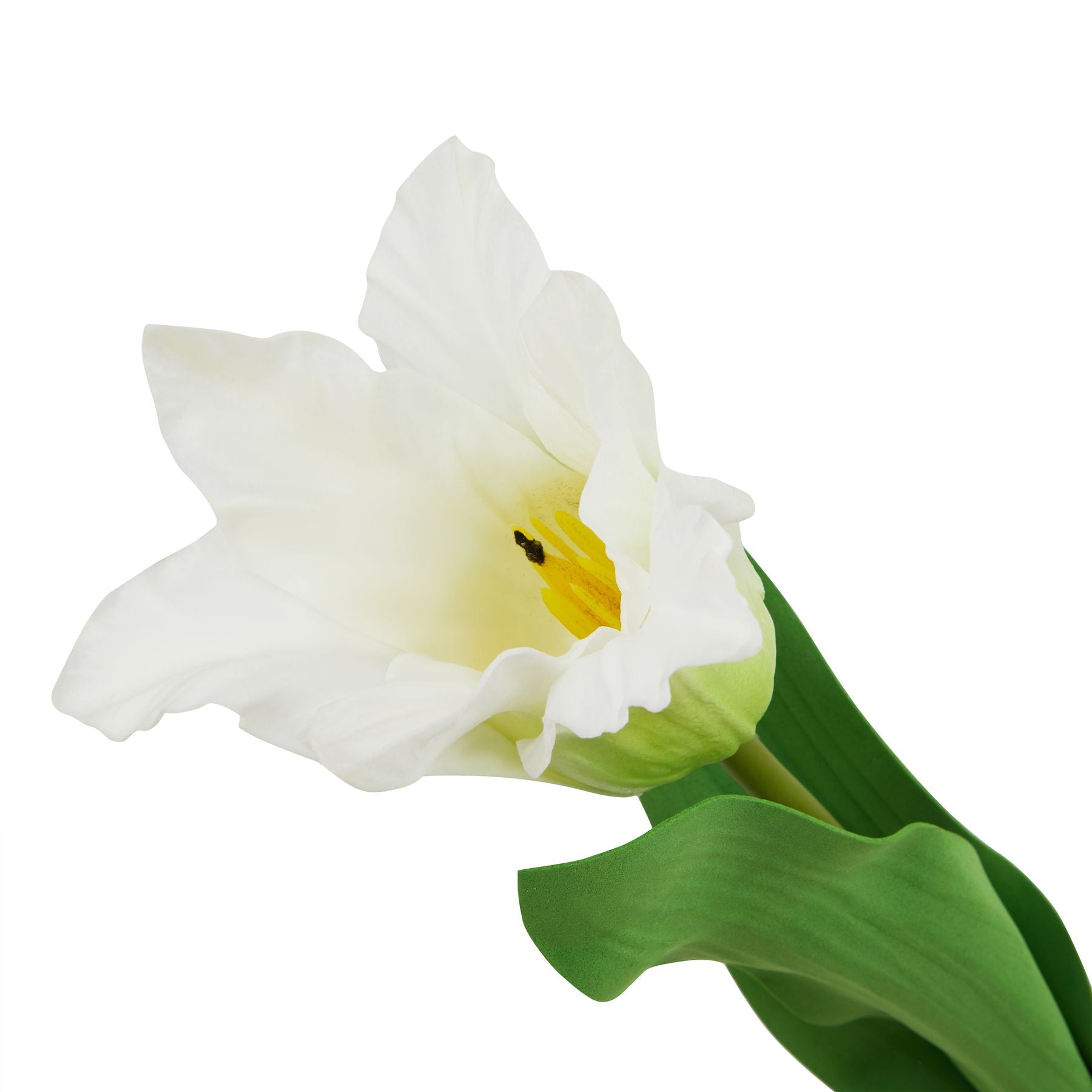 The Natural Garden Collection White Parrot Tulip_5710