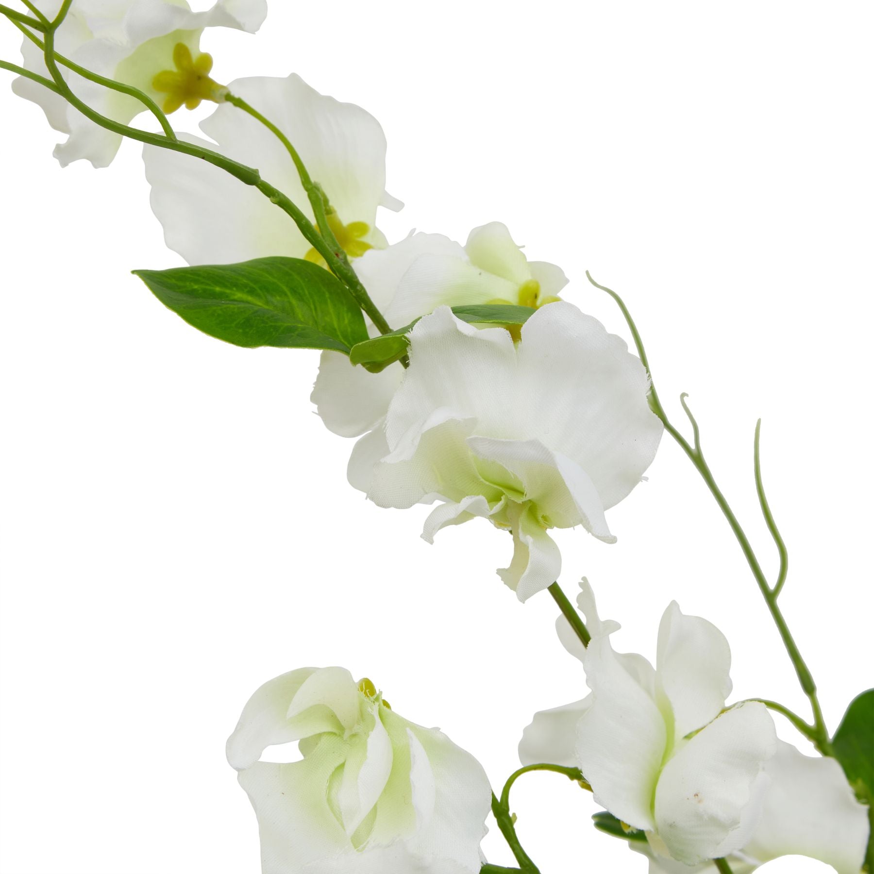 The Natural Garden Collection White Sweetpea Stem_5723