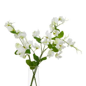 The Natural Garden Collection White Sweetpea Stem_5724
