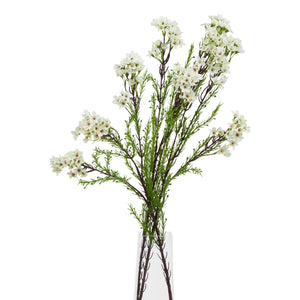 The Natural Garden Collection White Waxflower_5731