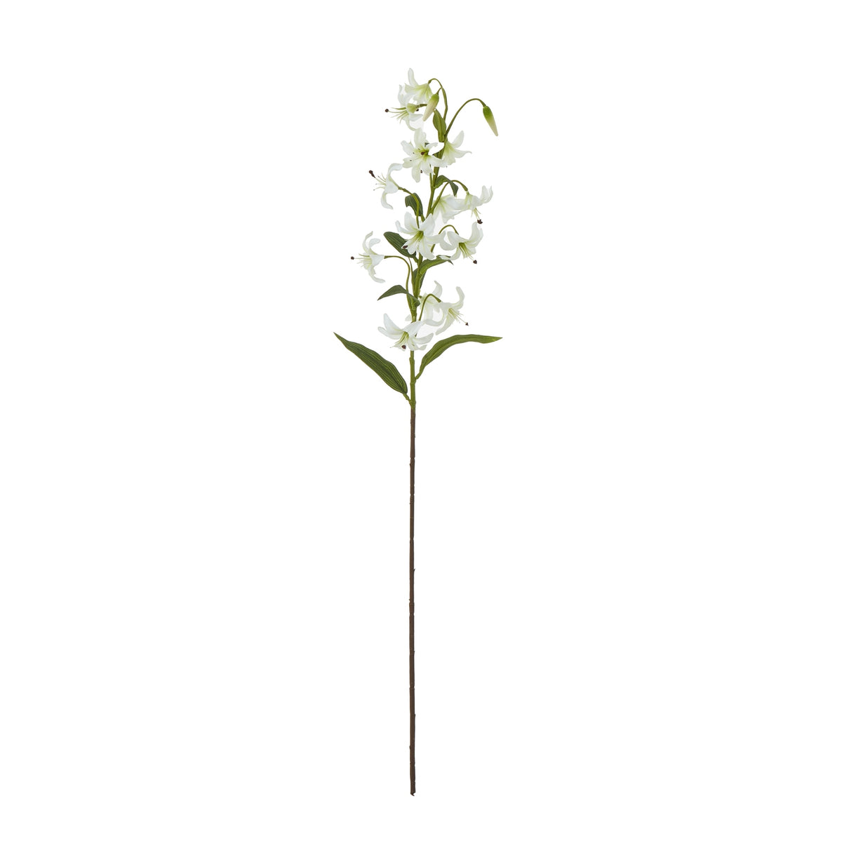 Turks Cap Green Lily Spray_5747