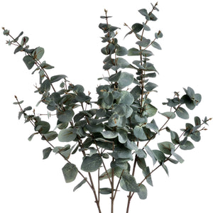 Variegated Eucalyptus_5753