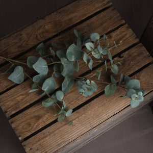 Variegated Eucalyptus_5751