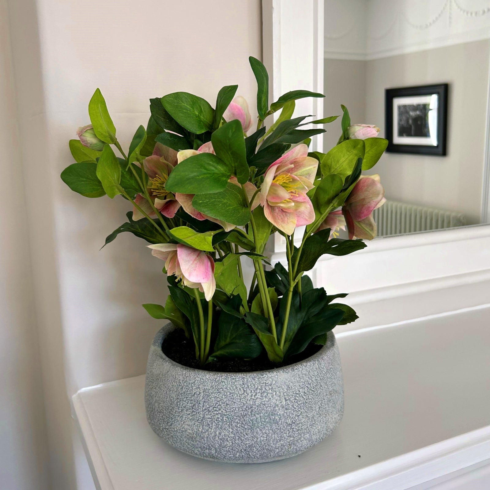 Variegated Pink Hellebore Plant In Grey Pot_5770