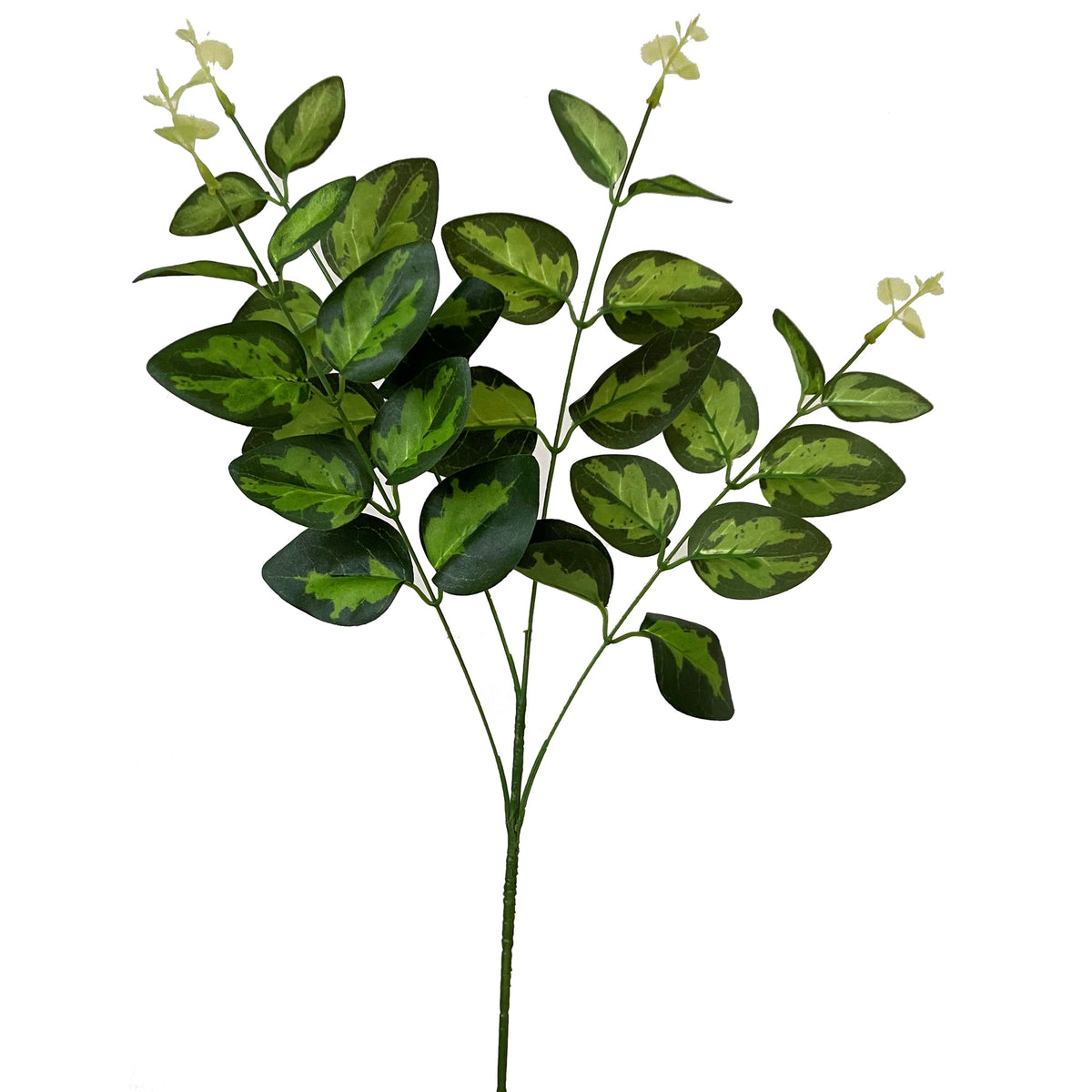 Variegated Leaf Spray_5758