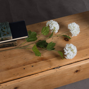 Viburnum Opulus_5780