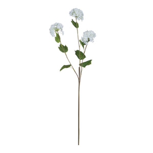 Viburnum Opulus_5783