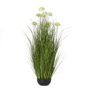 White Allium Plant In Pot_5796