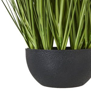 White Allium Plant In Pot_5799