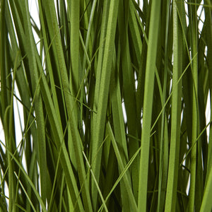 White Allium Plant In Pot_5798