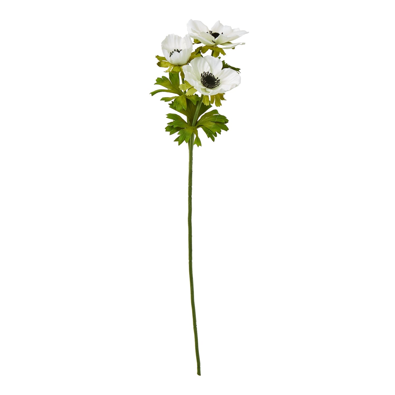White Anemone Spray_5800