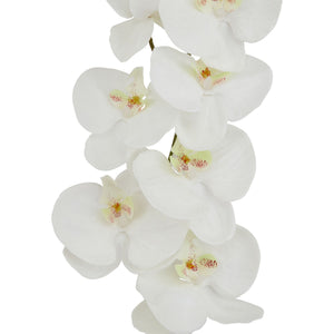 White Butterfly Orchid Stem_5591