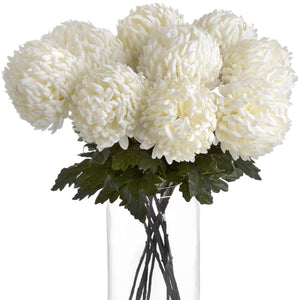 White Chrysanthemum_5116