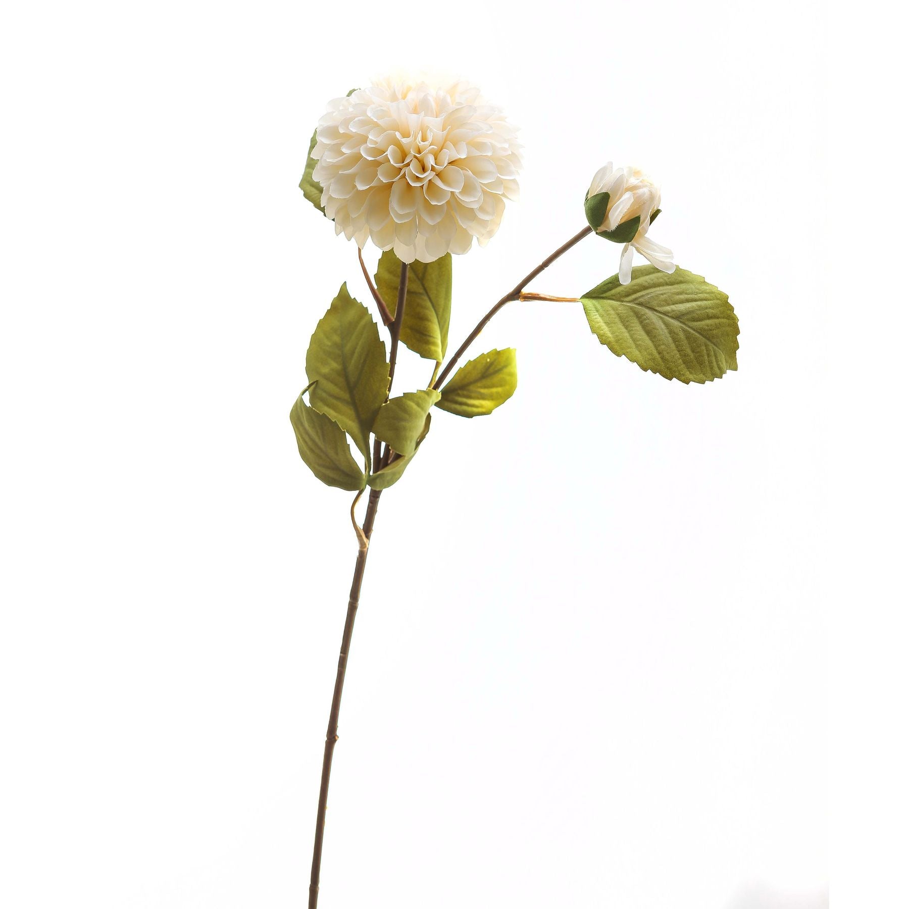 White Dahlia Stem_5827