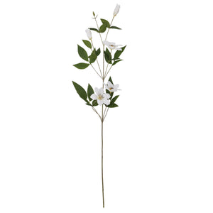 White Florida Clematis_5842