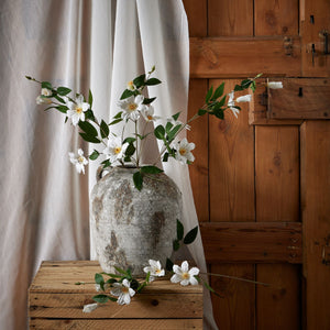 White Florida Clematis_5841