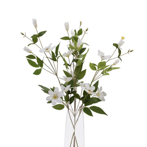 White Florida Clematis_5843