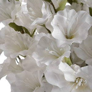 White Gladioli_5853
