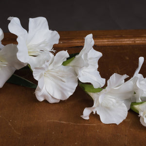 White Gladioli_5851