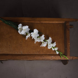 White Gladioli_5850