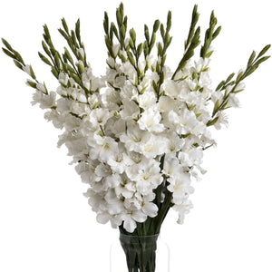 White Gladioli_5852