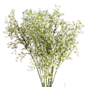 White Gypsophila Spray_5854