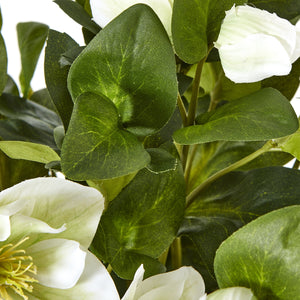 White Hellebore Plant In Grey Pot_5860