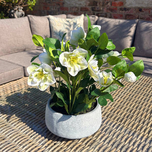 White Hellebore Plant In Grey Pot_5859
