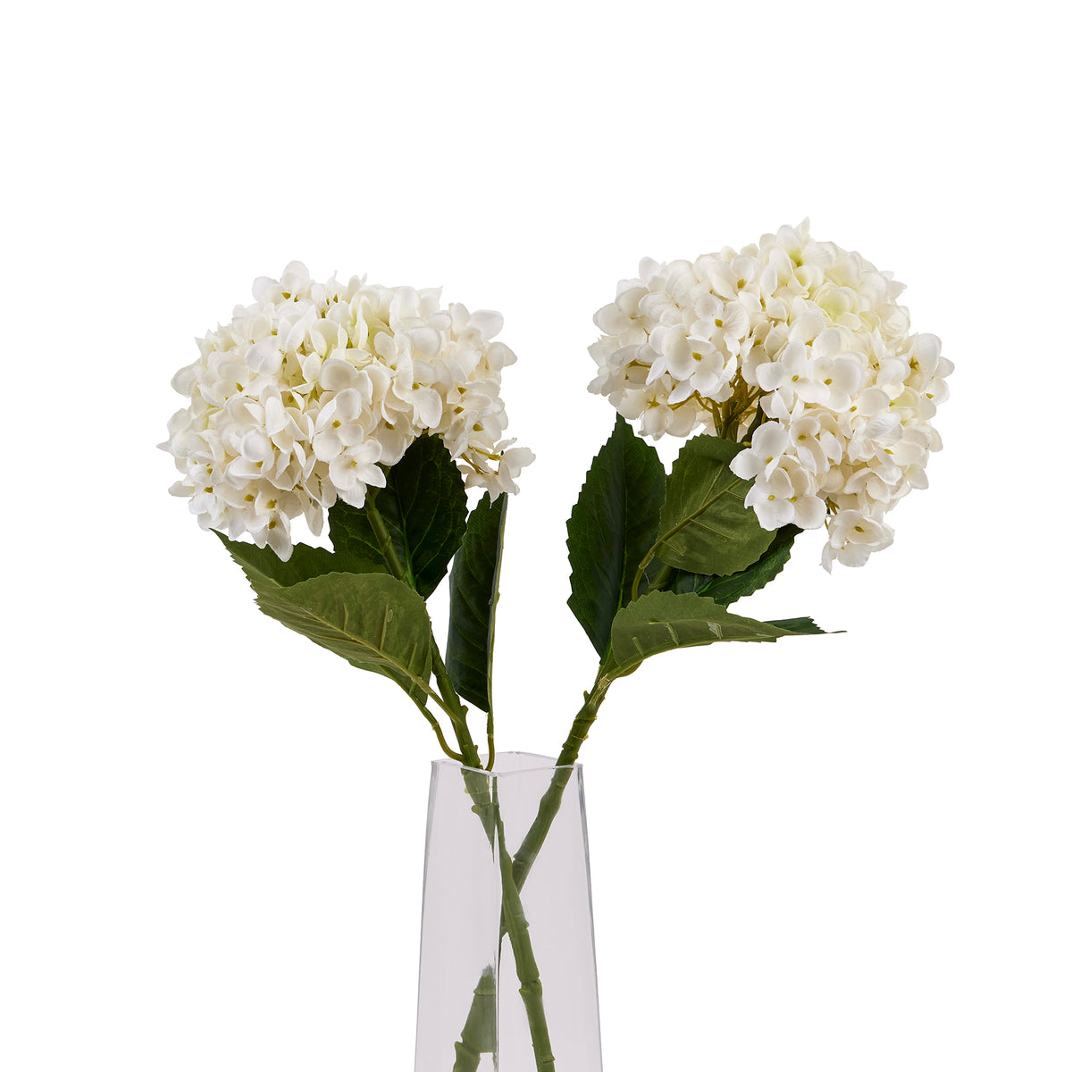 White Hydrangea Stem_5881