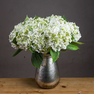 White Lace Cap Hydrangea_5891