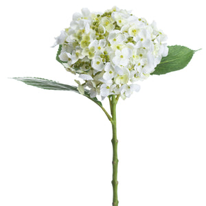 White Lace Cap Hydrangea_5892