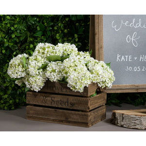 White Lace Cap Hydrangea_5894