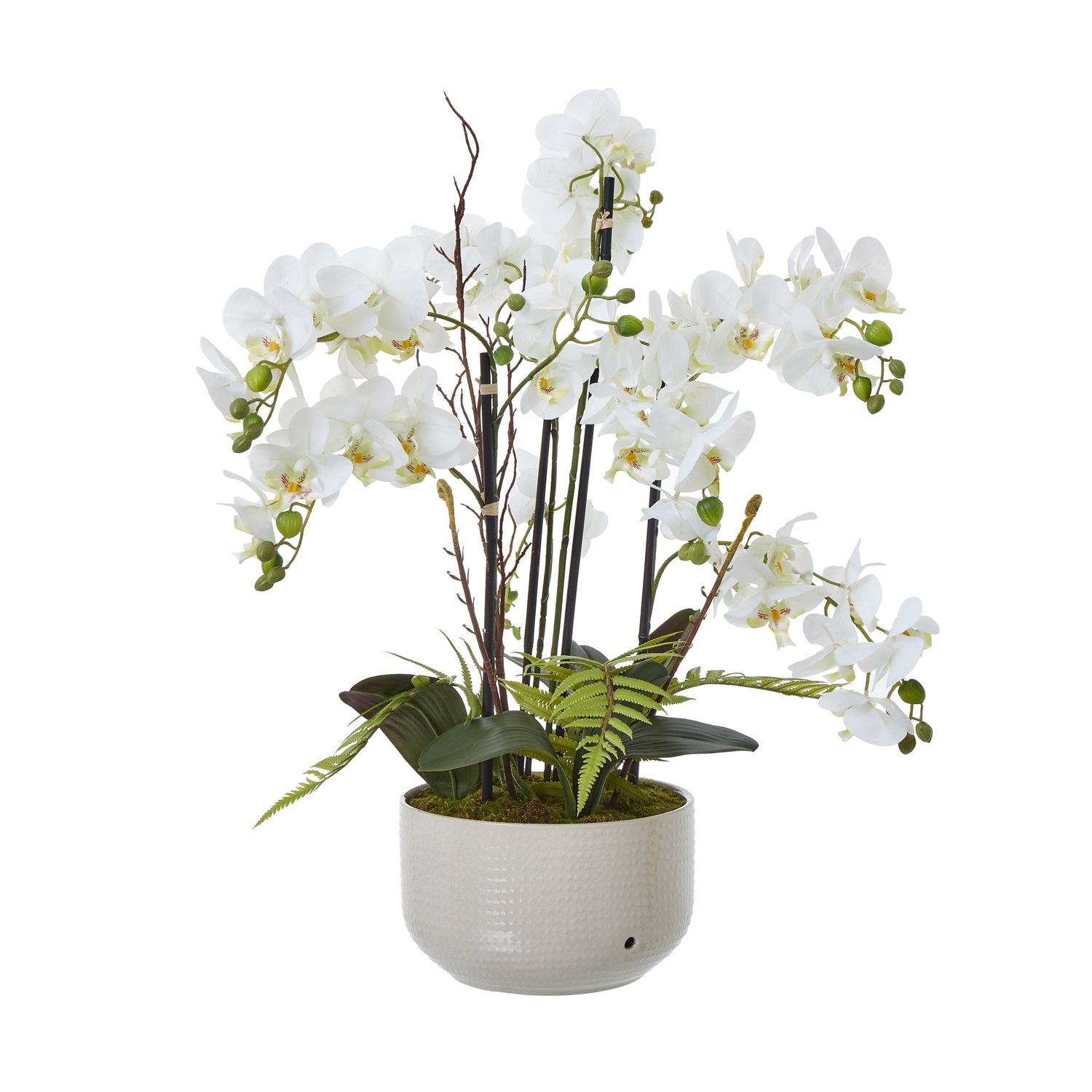 Large Orchid In Ceramic Pot_5148
