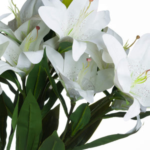 White Lily_5900
