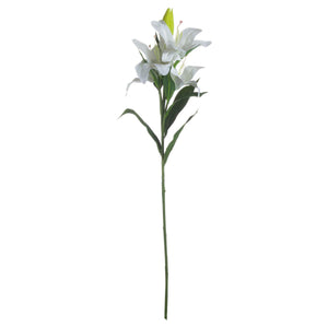 White Lily_5899