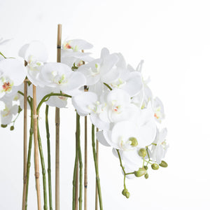 White Orchid In Glass Pot_5154