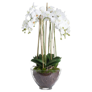 White Orchid In Glass Pot_5153
