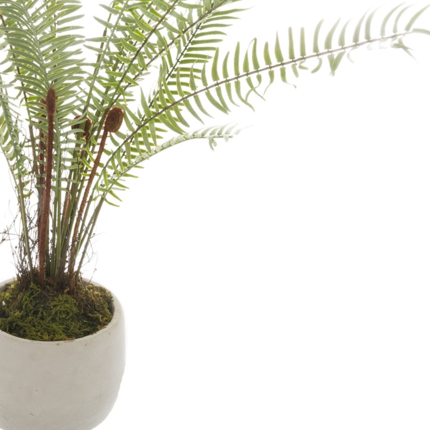 White Potted Boston Fern_5926