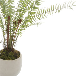 White Potted Boston Fern_5926